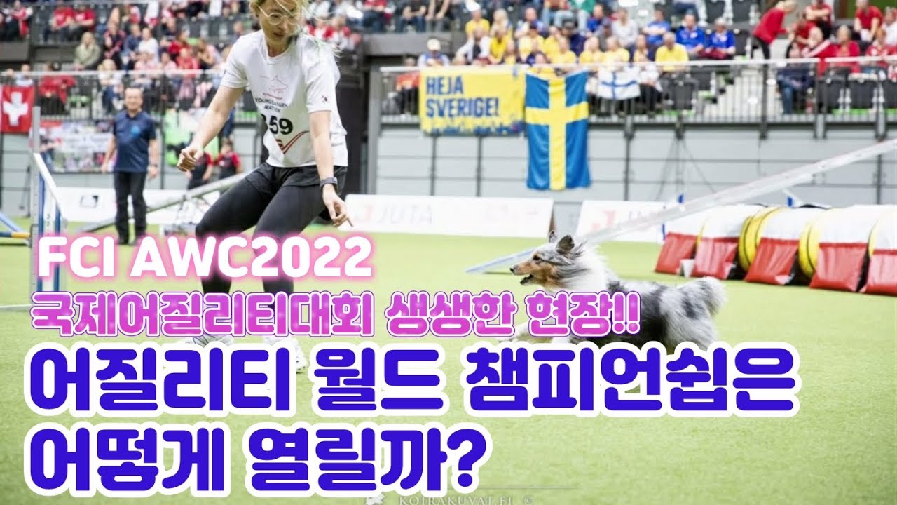 세계장애물경기 도전한  최초  한국 어질리티 국가대표팀 댕댕이 /    FCI AWC 2022 어질리티대회  ( 터널 허들 위브폴 어질리티 훈련하는 셔틀랜드쉽독 )