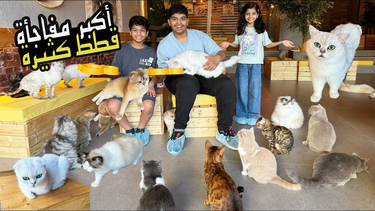 فاجأتهم بأكبر تجمع للقطط !! تولين خافت منها