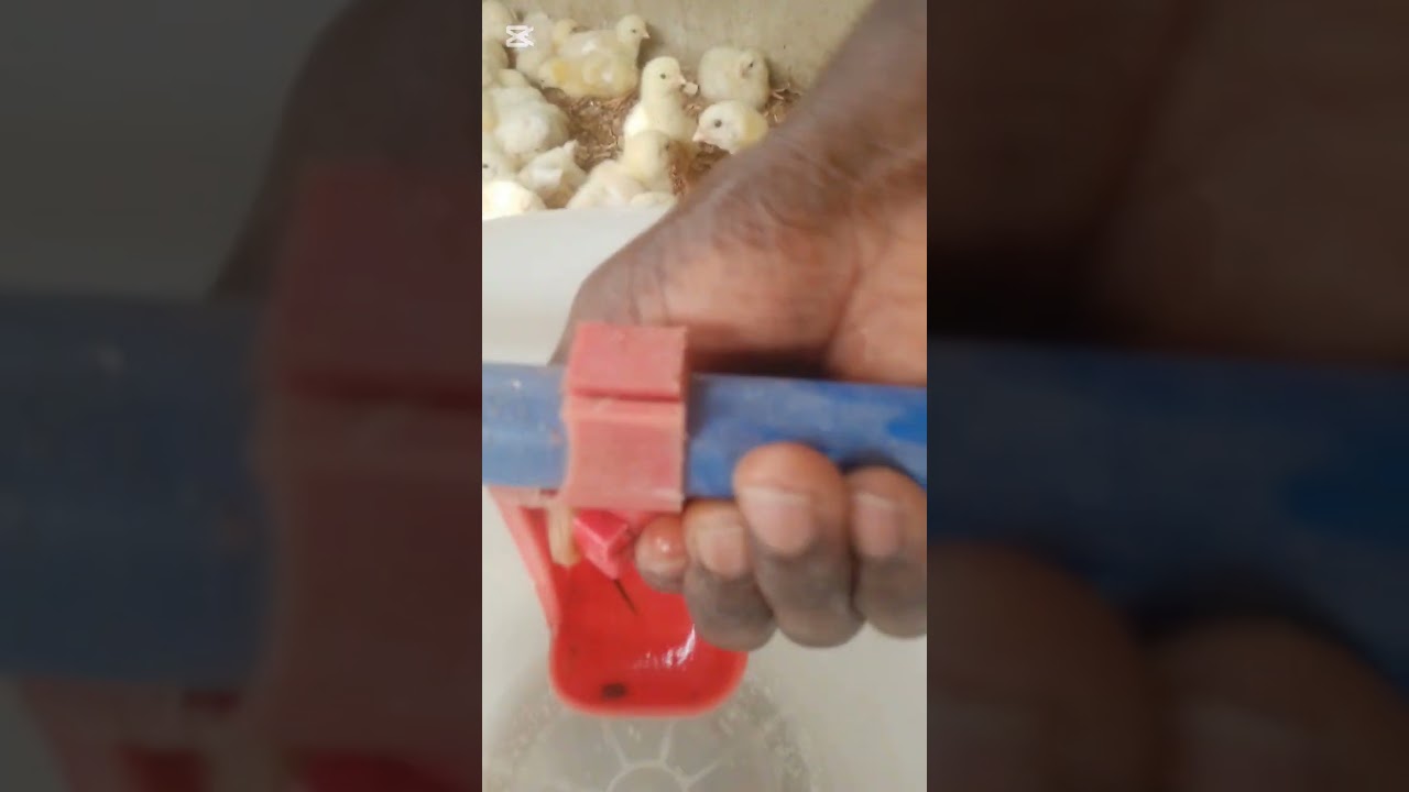 dealing with clogging in Nipple drinker