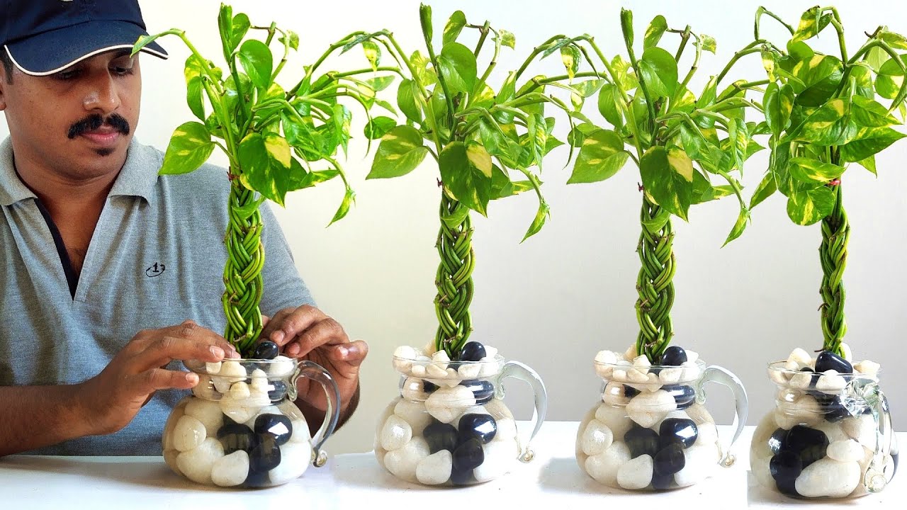 Creative Plant Decoration Ideas / Money Plant Growing Ideas / Garden Ideas