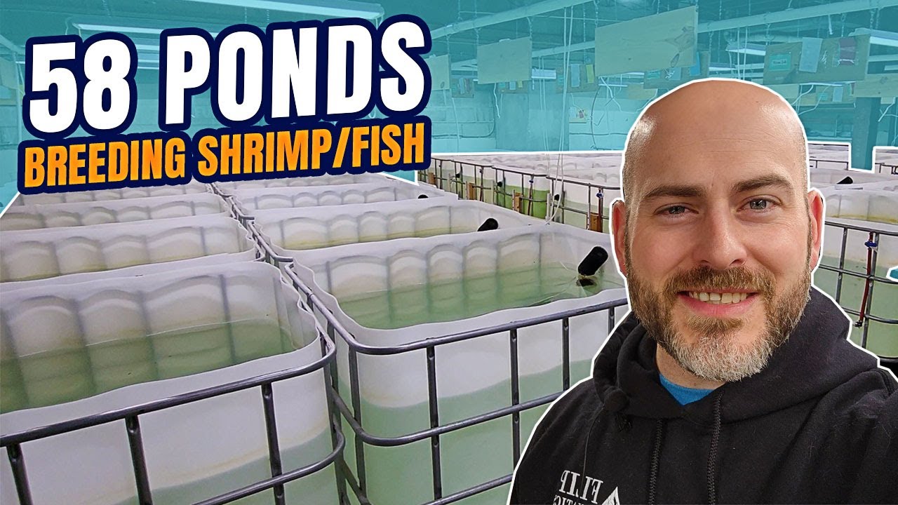 58 Ponds for Breeding Shrimp Indoors - NEW Breeding Setups