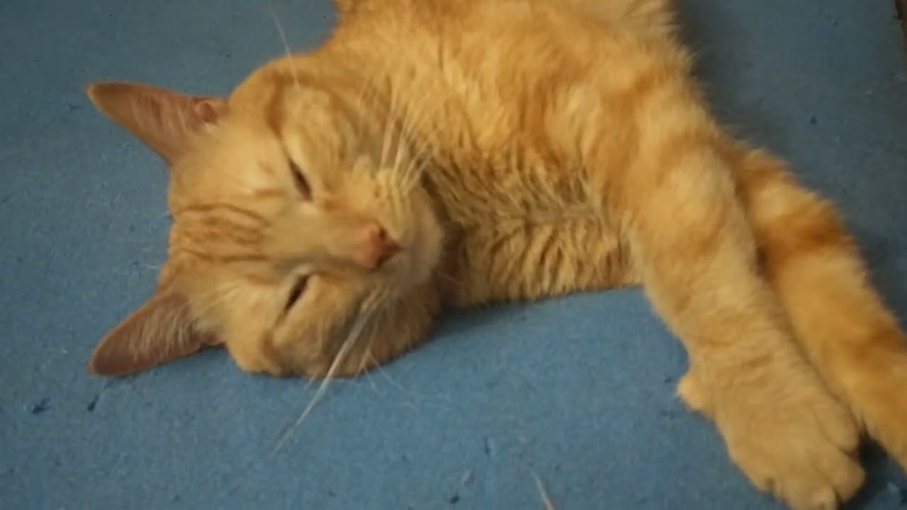 A cute cat is enjoying his rest