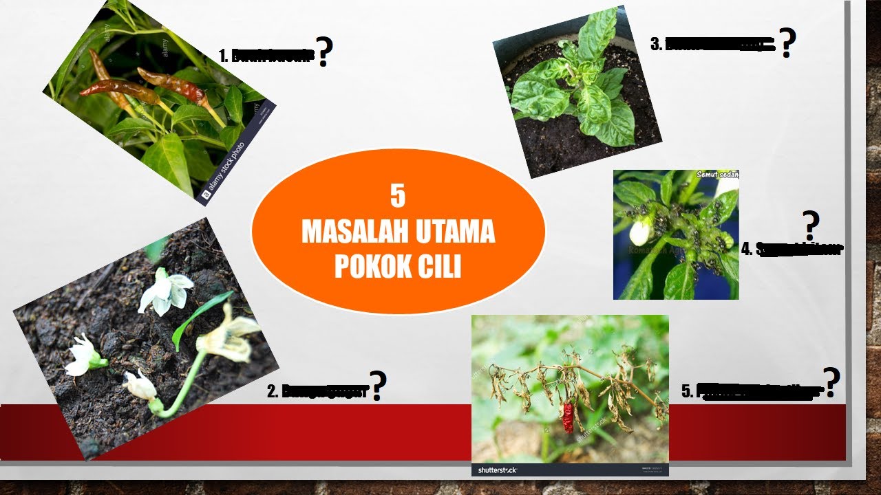 5 Masalah Kronik Pokok Cili & Selesaikan Seperti Pakar (#3 Pasti Buat Anda Lega Tahu)