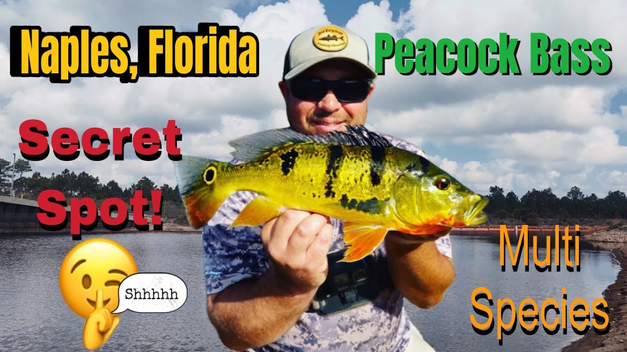 Naples Florida Peacock Bass Fishing My Secret Spot! Shhhh 🤫 Multi Species