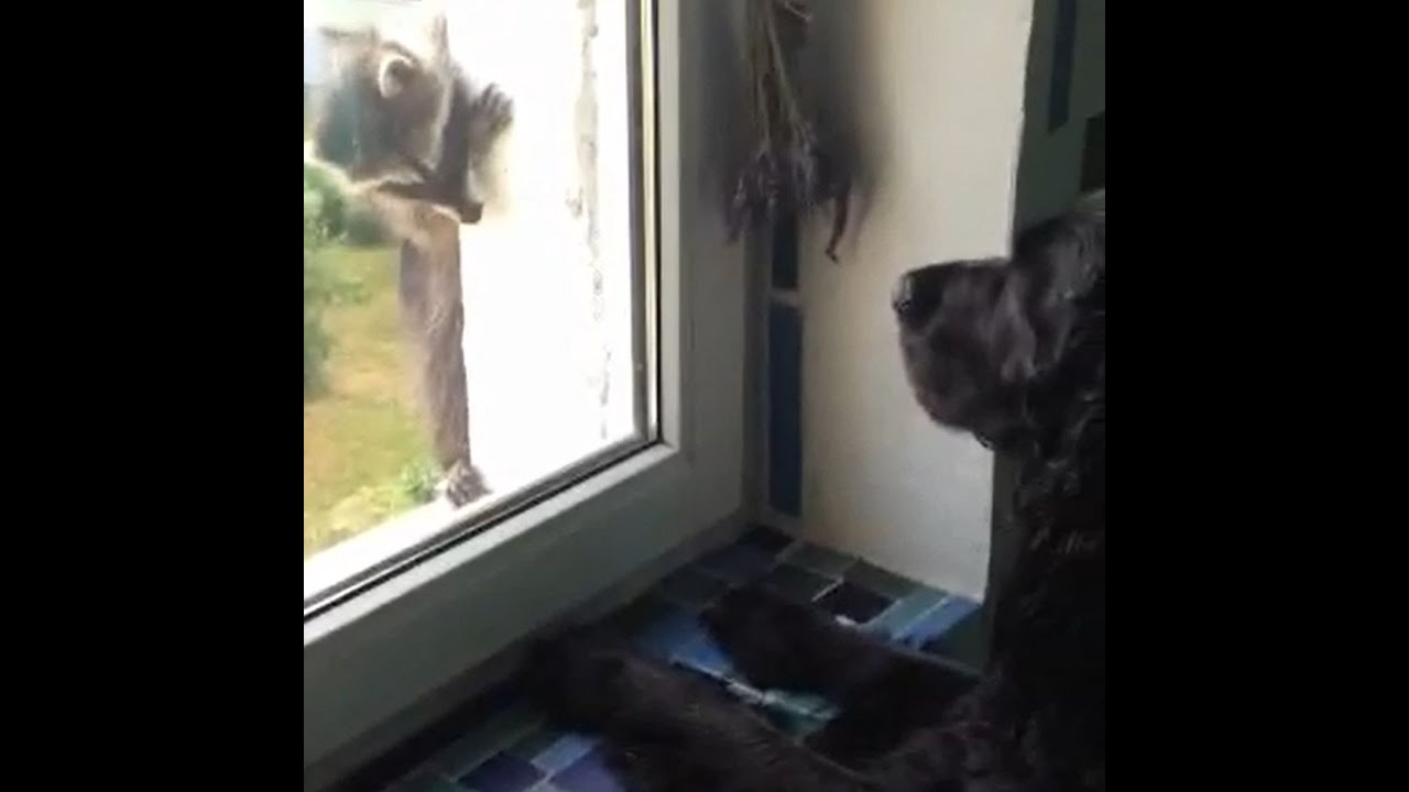 Süßer Waschbär klettert Hauswand hoch - Hunde schauen ihm zu