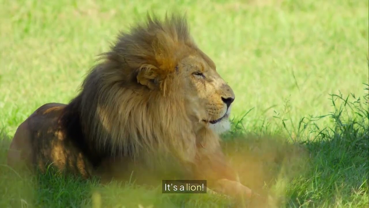 Guess the Animal 🐾 | Fun Animal Quiz for Toddlers and Preschoolers | Educational Video for Kids