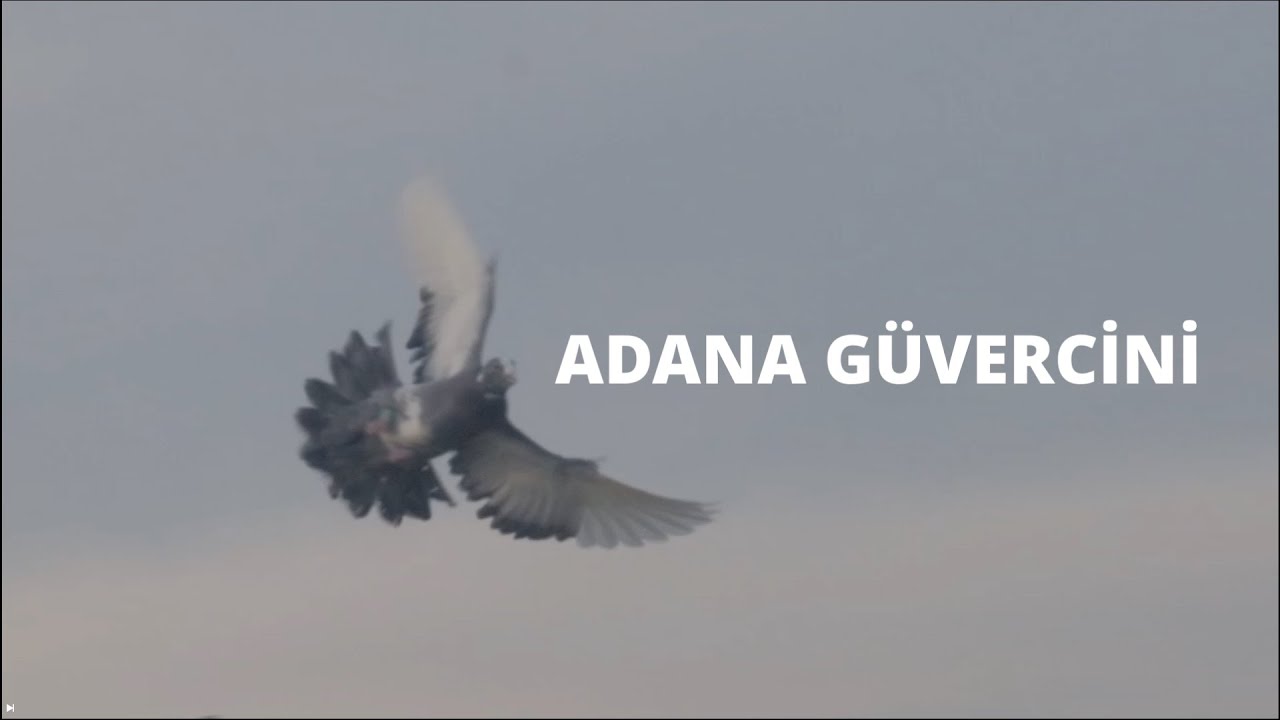 Adana Güvercini Hakkında Neler Söylediler | Güvercin Hikayeleri Belgesel