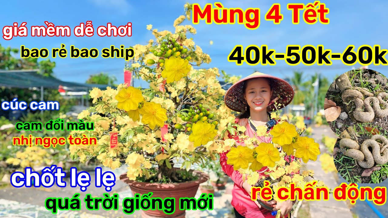🌲20/2☎️vườn mai Bạn Quyên☎️mai giống mới🌲giá 40k-50k-60k🌲mai mùa mới🌲lấy bo🌲rẻ chấn động 