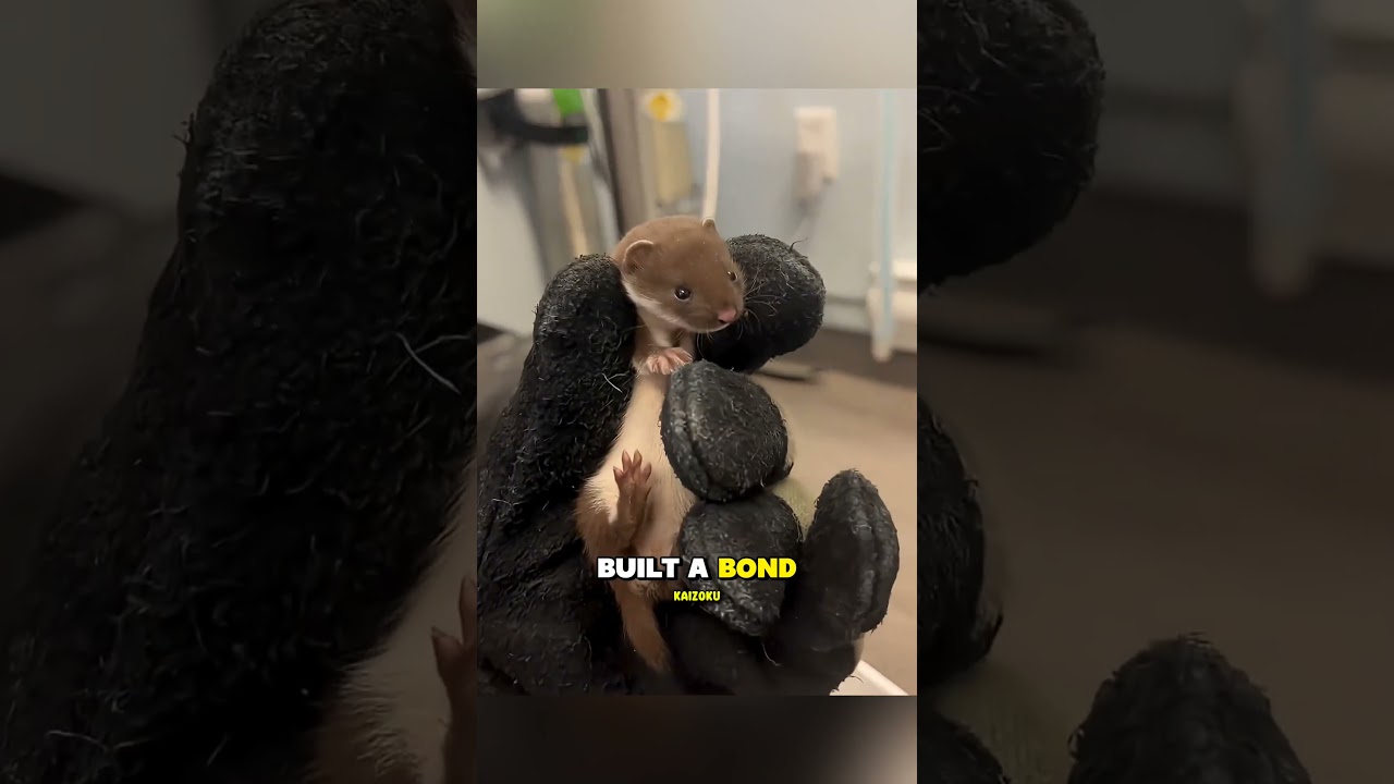 Girl Rescues Tiny Stoat… What Happened Next Is Adorable 🦦❤️ 