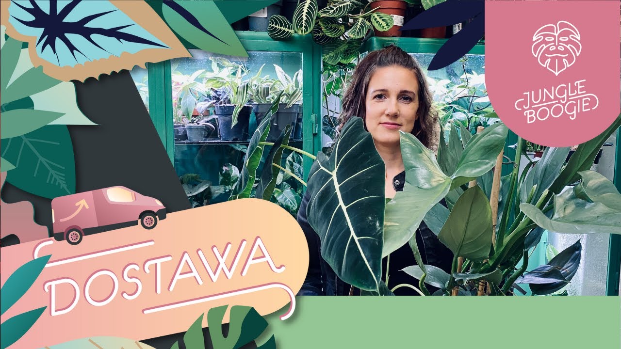 Alokazje, rośliny o neonowych liściach i giganty czyli nowa dostawa roślin w Jungle Boogie.