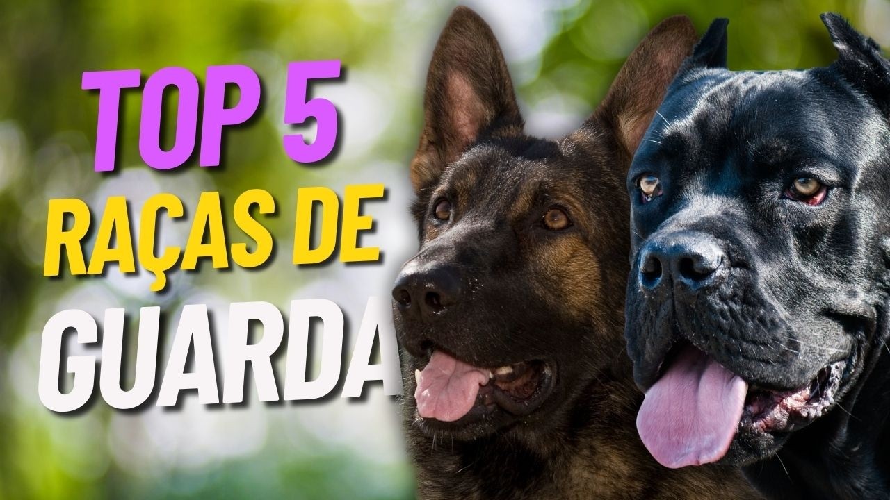 Top 5 Melhores Raças de Guarda e Companhia! #cachorro #cãodeguarda