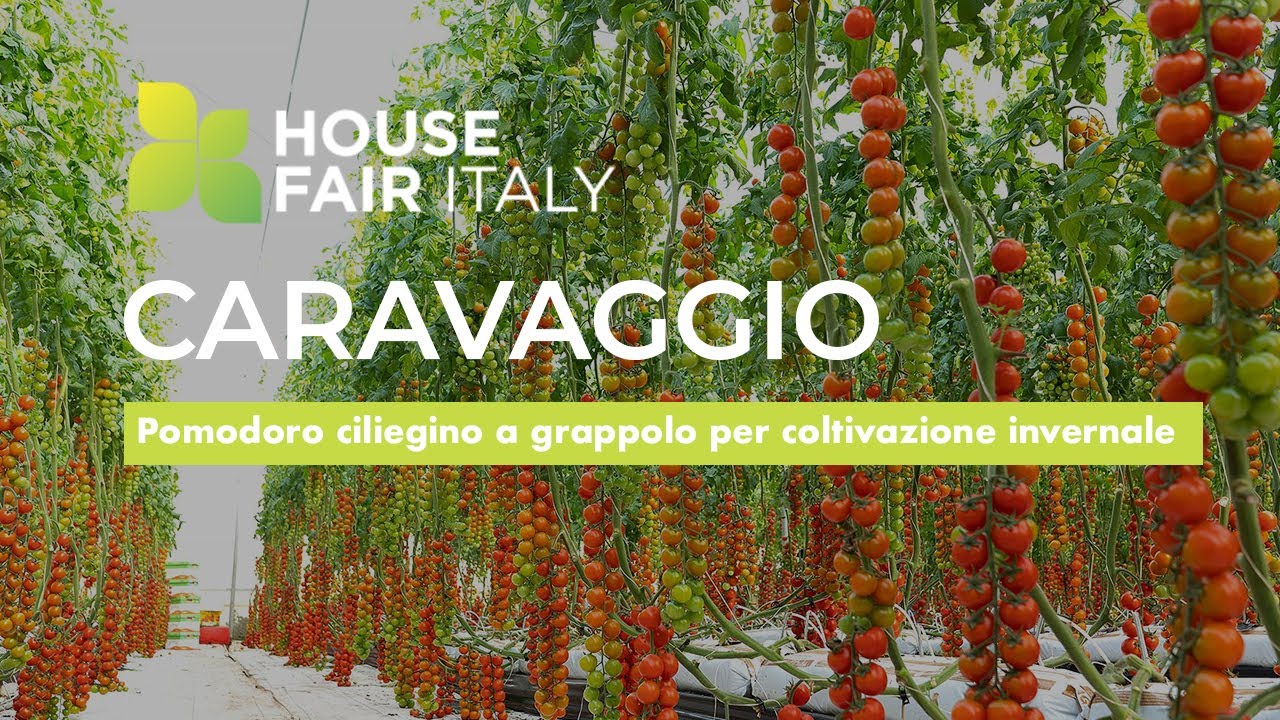 Pomodoro Ciliegino CARAVAGGIO by Enza Zaden - Promo per House Fair Pomodoro Sicilia 2021