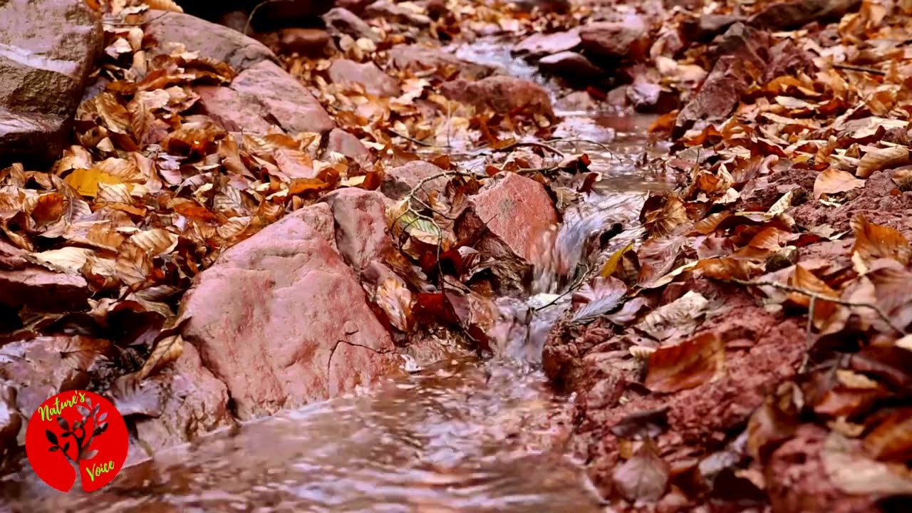 Peaceful Stream In Autumn