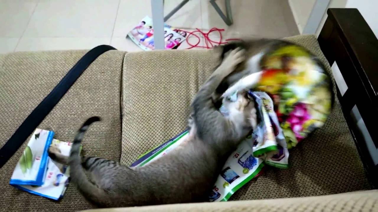 Funny cat fighting and playing VERY SATISFYING! Mimi & Slim Shady get CRAZY mAD!