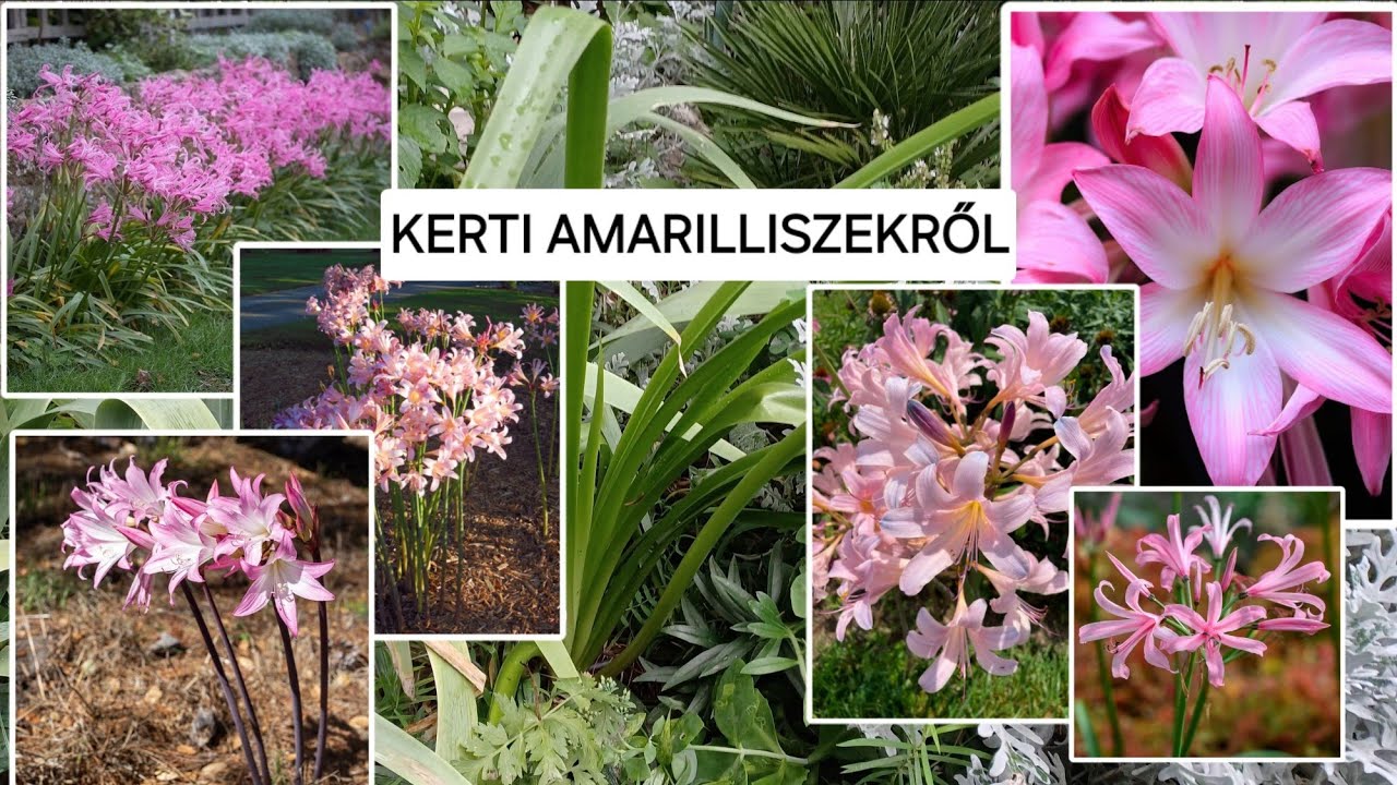Kerti amarilliszekről