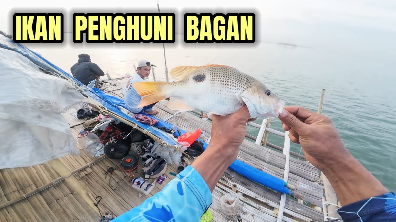 Mancing di bagan di muara gembong bekasi utara. Bagan muara mati