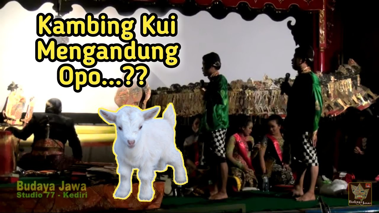 PEYE FULL LUCU - KAMBING KUI MENGANDUNG OPO??