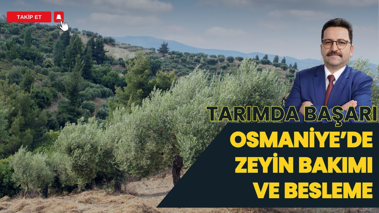 OSMANİYE'DE ZEYTİN YETİŞTİRİCİLİĞİ I TARIMDA BAŞARI