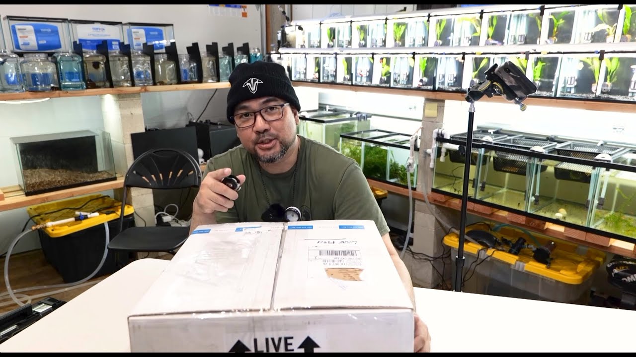 Unboxing 24x Bettas from Thailand and Indonesia all the way to Hawaii.