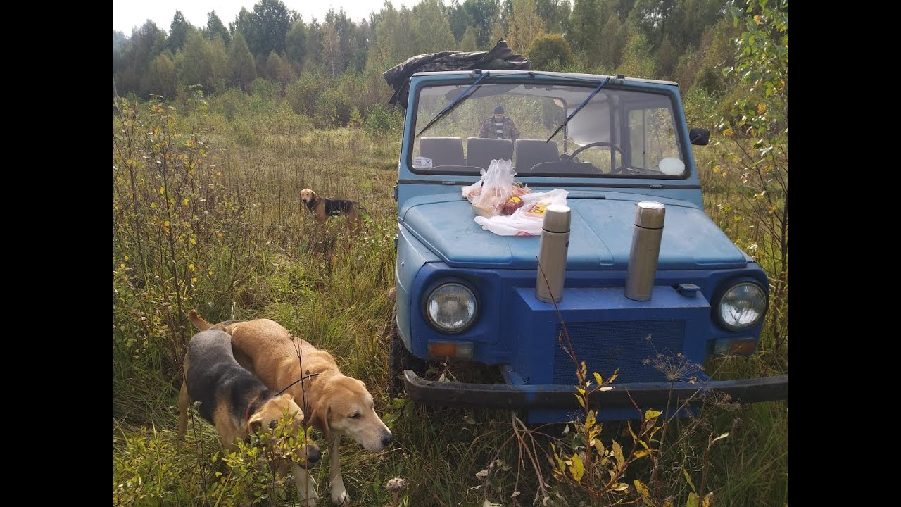Русские гончие. Нагонка. Забава отдала голос в 8месяцев.