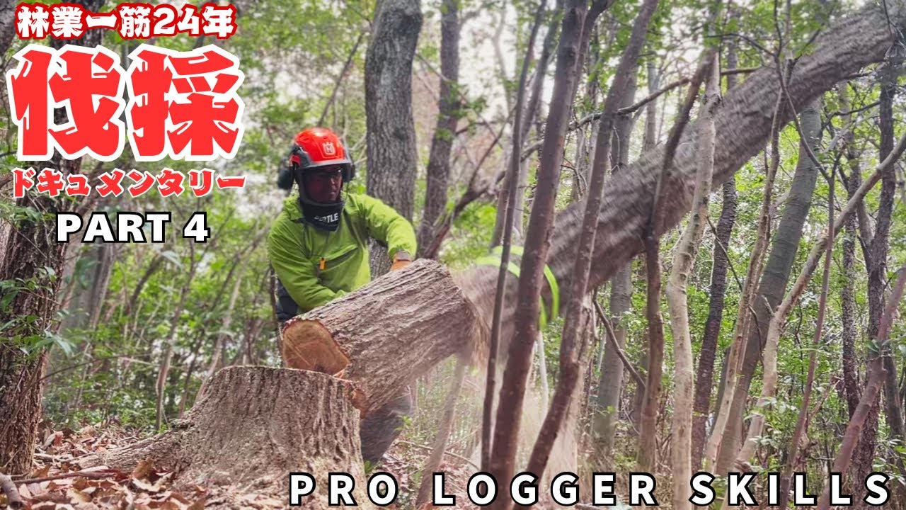 【職人技】大きなコナラと『かかり木』の安全な伐採方法 | Safe Felling of a Large Konara Oak & Hung-up Trees