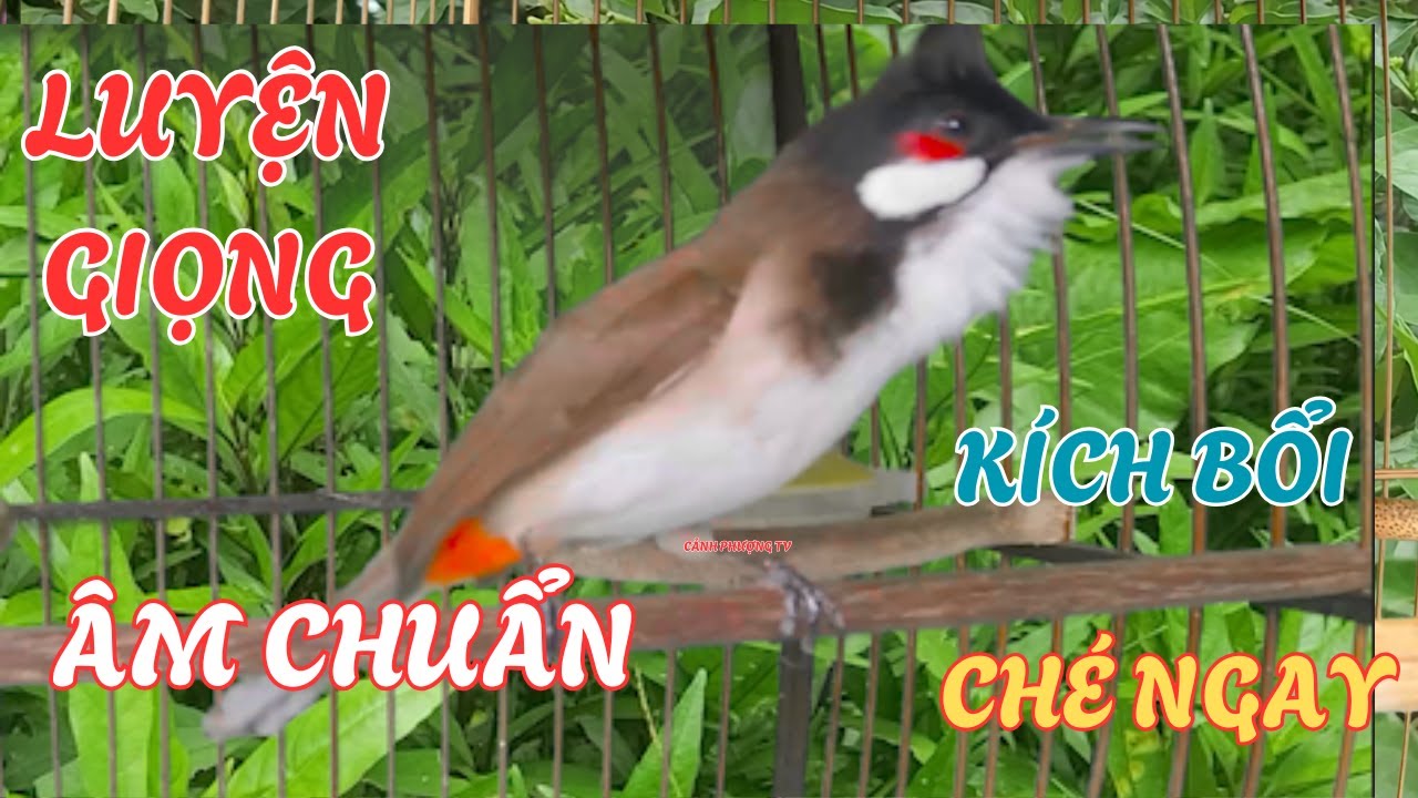 Chào Mào Kích Bổi Lên Lửa!.. Luyện Chào Mào Hót Đấu - Chào Mào Kích Trống Hót Căng Lửa. chào mào đấu