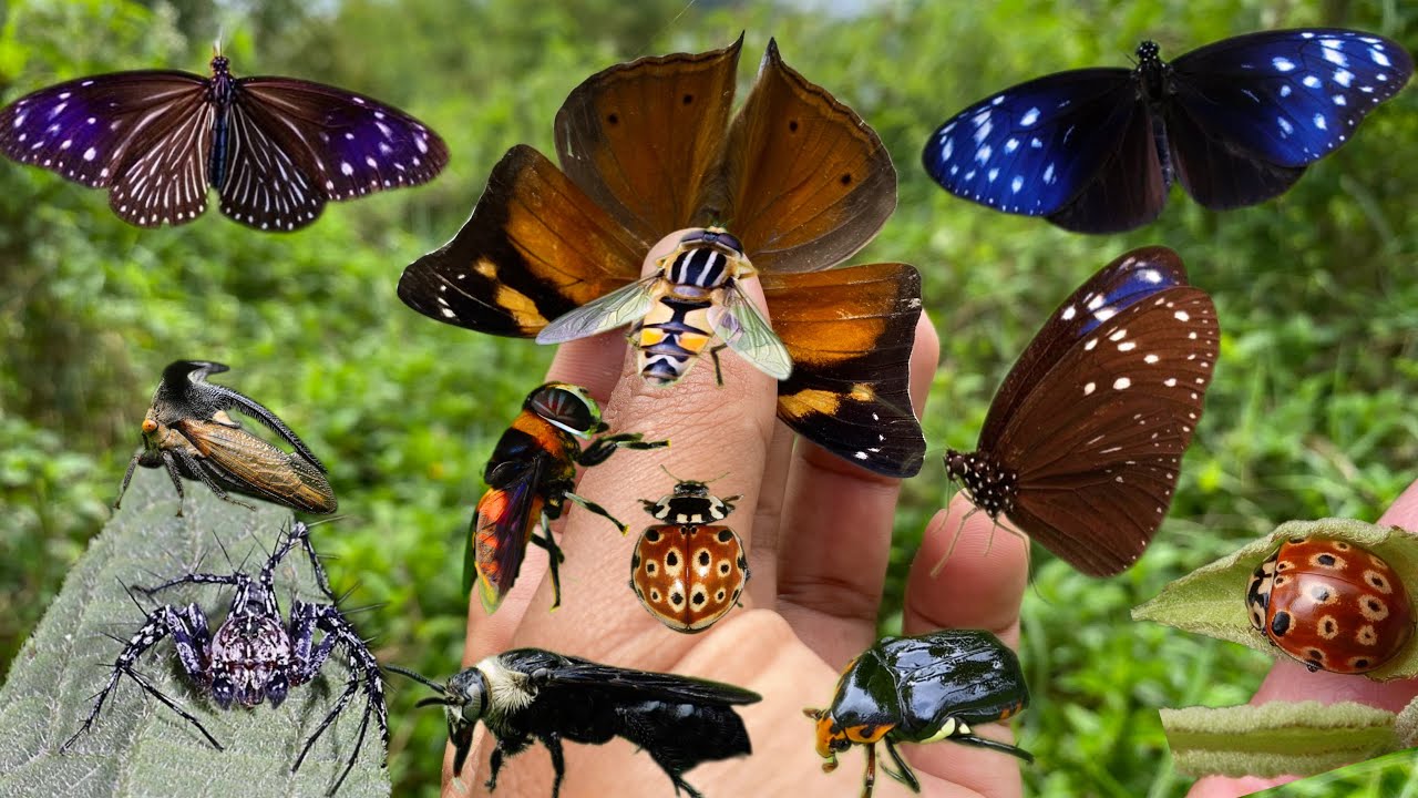 catch beautiful insects and observe them ‼️butterfly, wasp, giant fly
