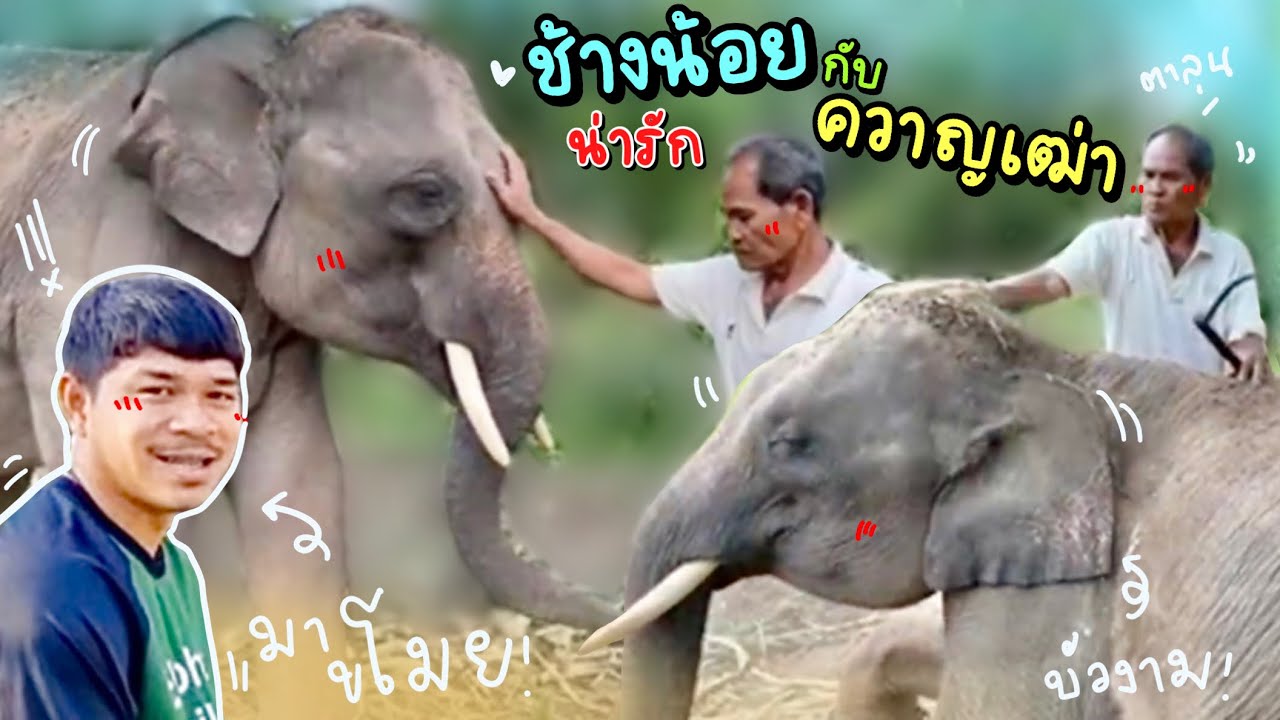ขโมยช้างตาลุน❗️😂elephant
