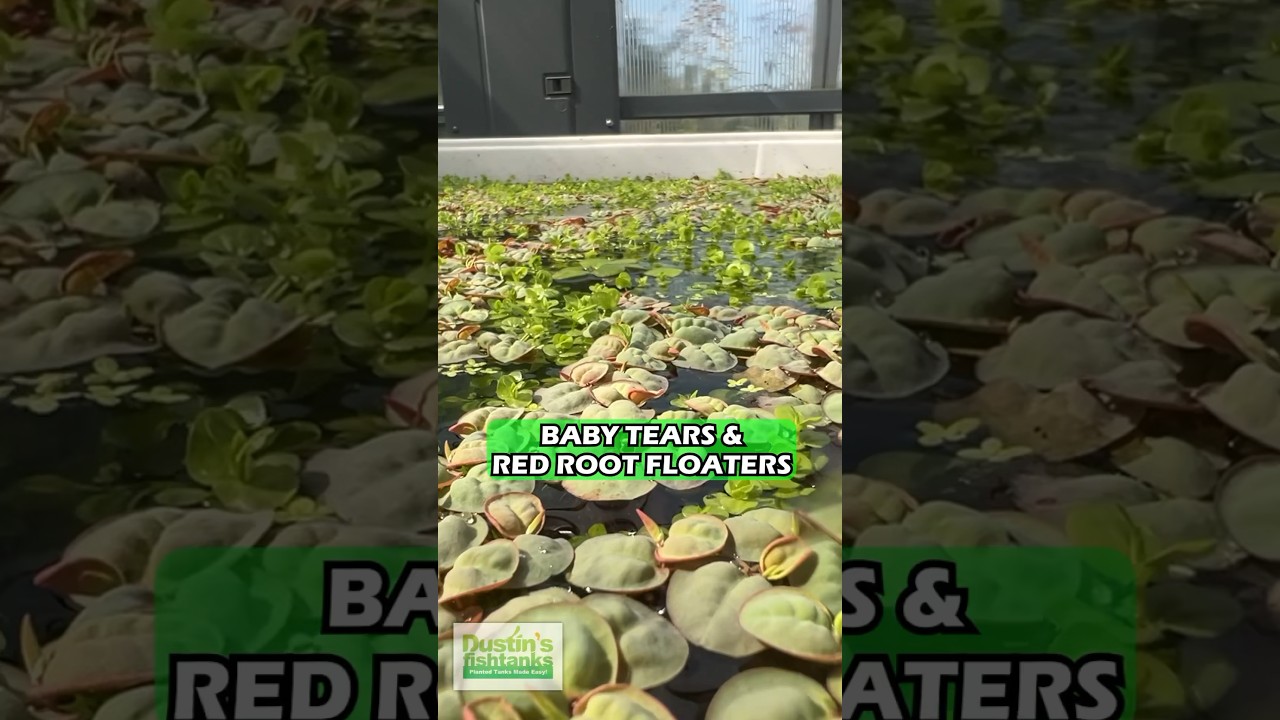 🔥🔥🔥Baby Tears & Red Root Floaters Aquarium Plants For Sale!