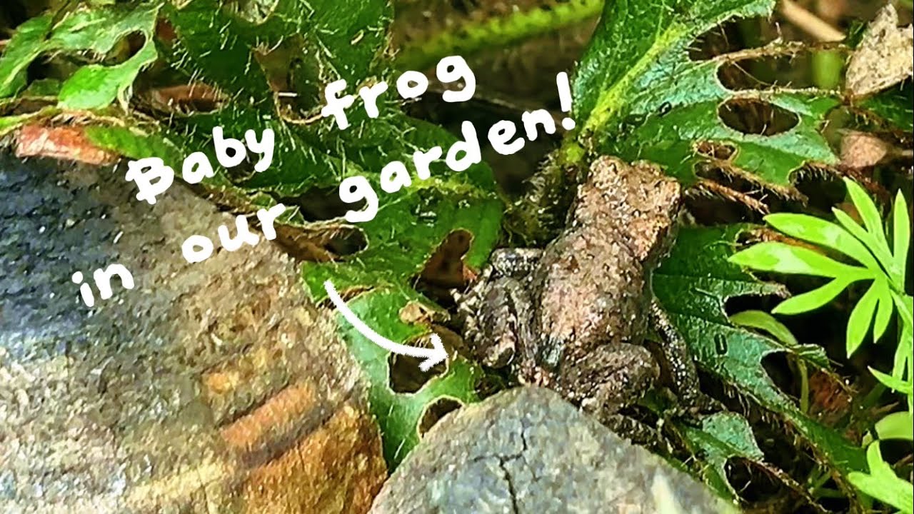 COMMON FROG facts! Attract frogs to your garden 🐸