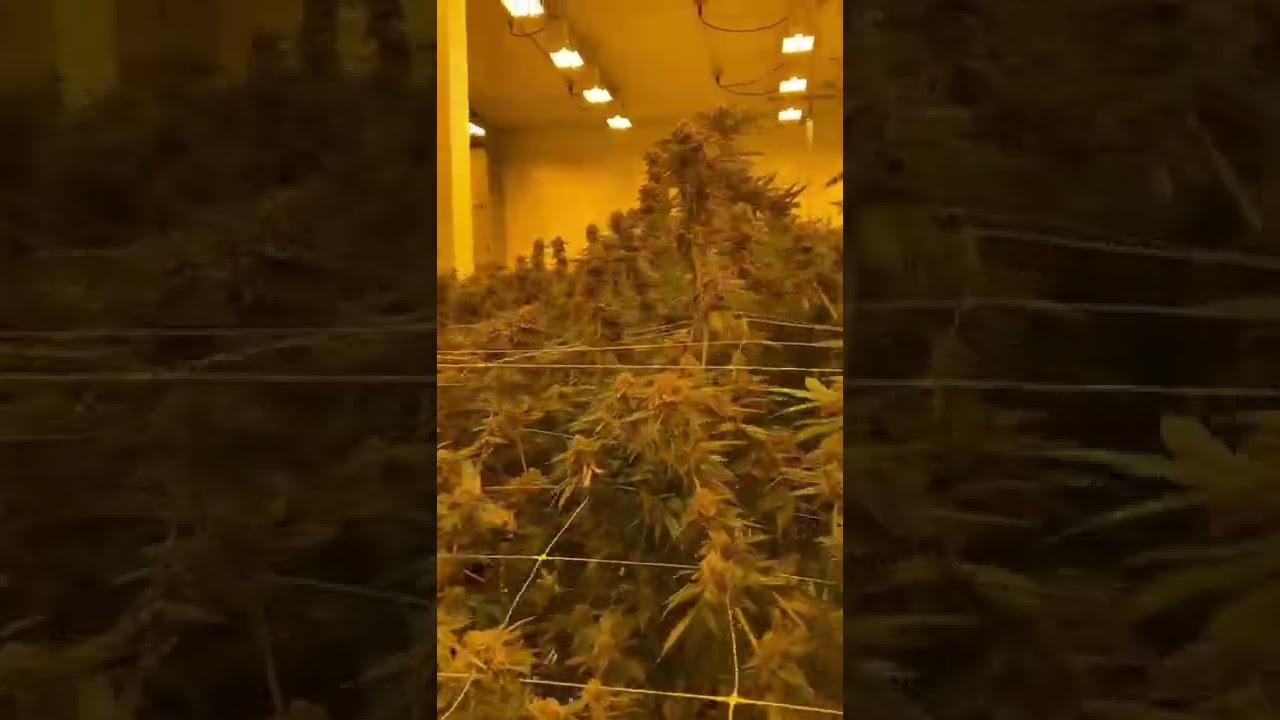 Search for a plant with StashStock&rsquo;s CannaScanner