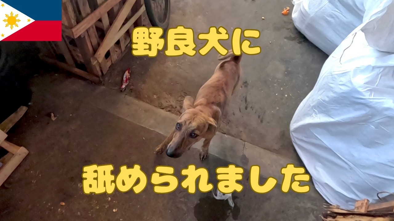 セブ島のローカルマーケットで野良犬に舐められた 狂犬病が怖いです