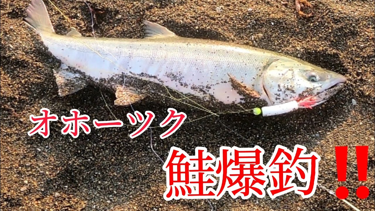 【鮭釣り】素人がオホーツクぶっこみで鮭を釣る‼️#fishing #アキアジ#salmon#鮭#Daiwa#ブッコミ#投げ釣り#GoPro#laks #サーモン#연어#投げ釣り#capcut