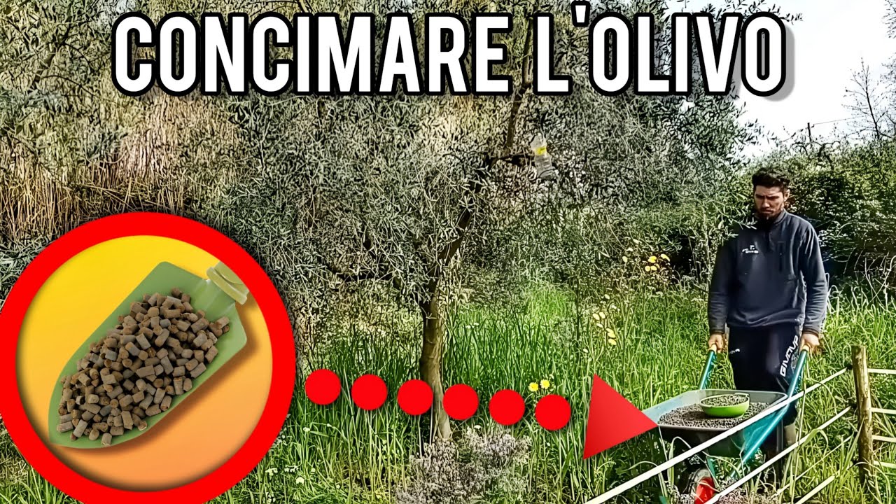 Concimare l'olivo: per piante più produttive parti dalla nutrizione del suolo!