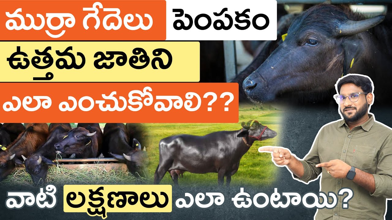 Murrah Buffalo Farming 2025 in Telugu - How to Choose the Best Murrah Buffalo Breed? | Part - 1