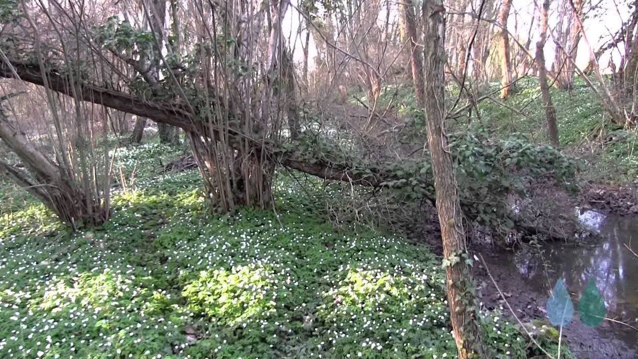 HYDROPHYLLUM - Passeggiata nel sottobosco
