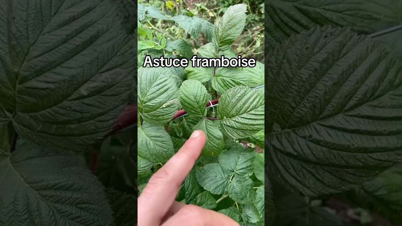 Astuce framboise 🌱 