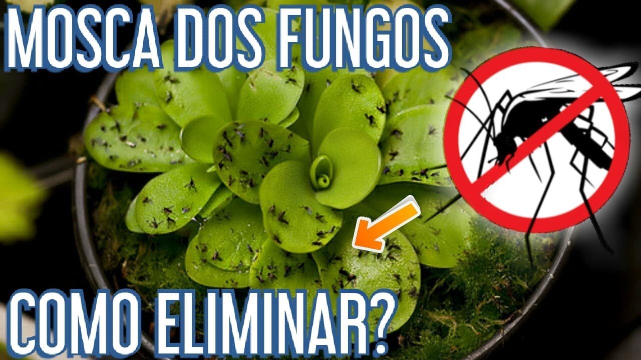 Como eliminar FUNGUS GNATS de suculentas e plantas diversas