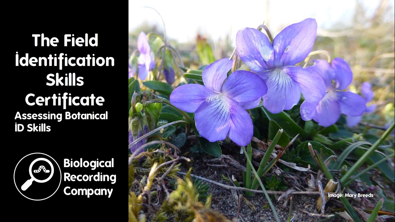 The Field Identification Skills Certificate: Assessing Botanical ID Skills