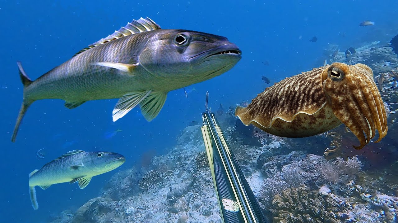 Berburu Ikan Grenjobfish Dan Sotong Batu Menikmati Pemandangan Bawah Laut