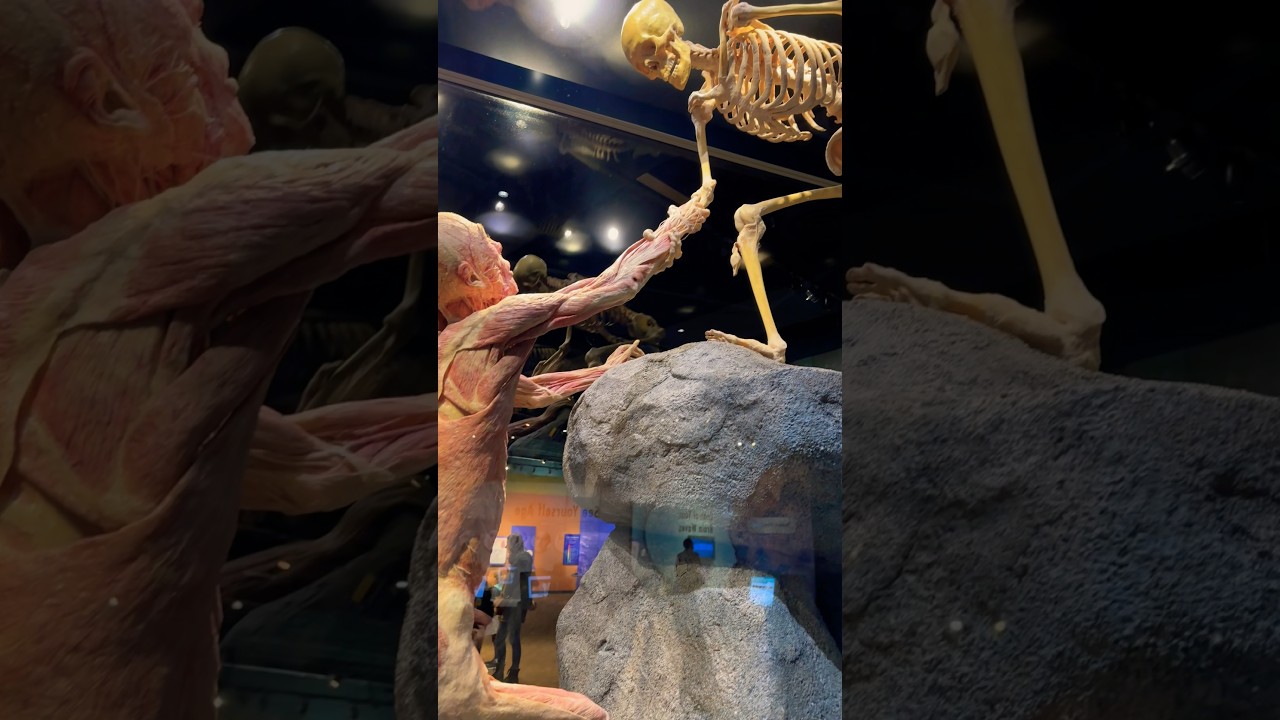 Denver Museum of Nature and Science #anatomy #skeleton #nursing #nurse #nursingstudent #nurses #rn
