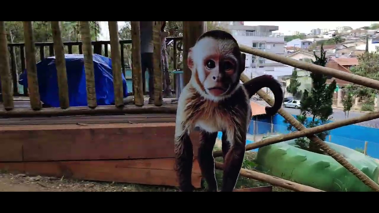 PASSEIO NO  ZOOLÓGICO DE VARGINHA 