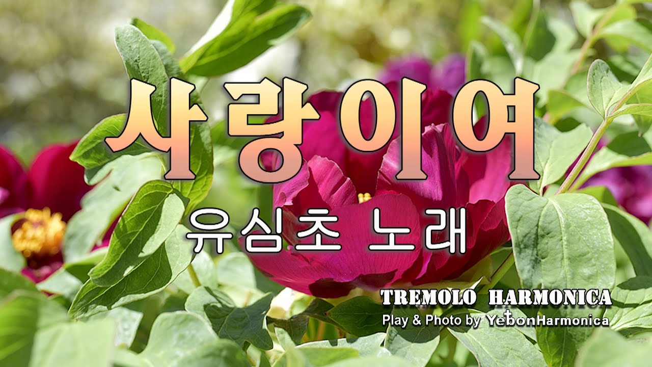 하모니카와 함께 하는 감성연주/사랑이여/유심초노래/예본연주