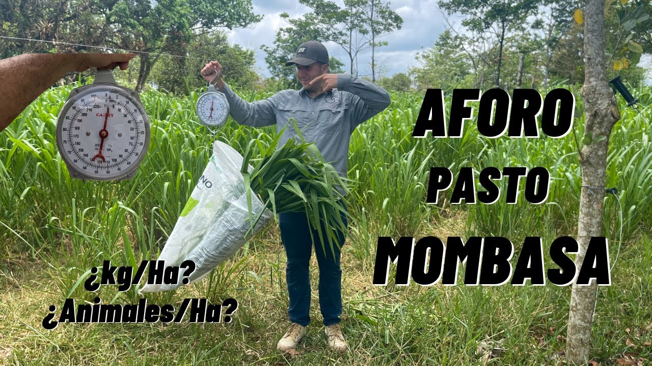 ¡AFORANDO PASTO MOMBASA!