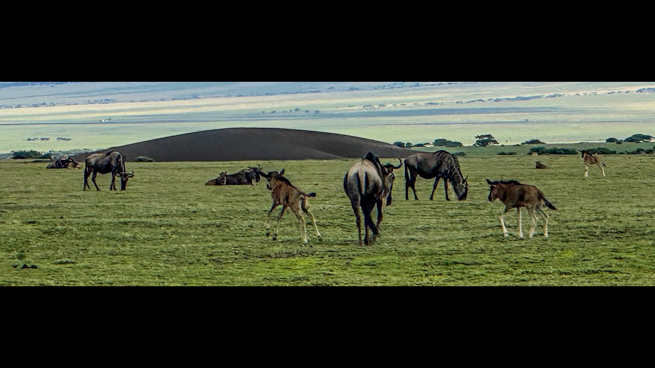 Wildebeest Migration Song - Ndutu in Ngorongoro