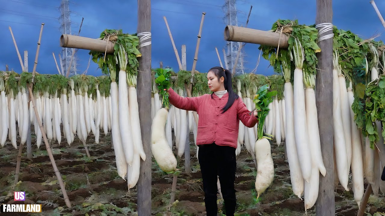 How US Farmers Harvested and Processed Millions of Tons of Radish |   Radish Farming Documentary