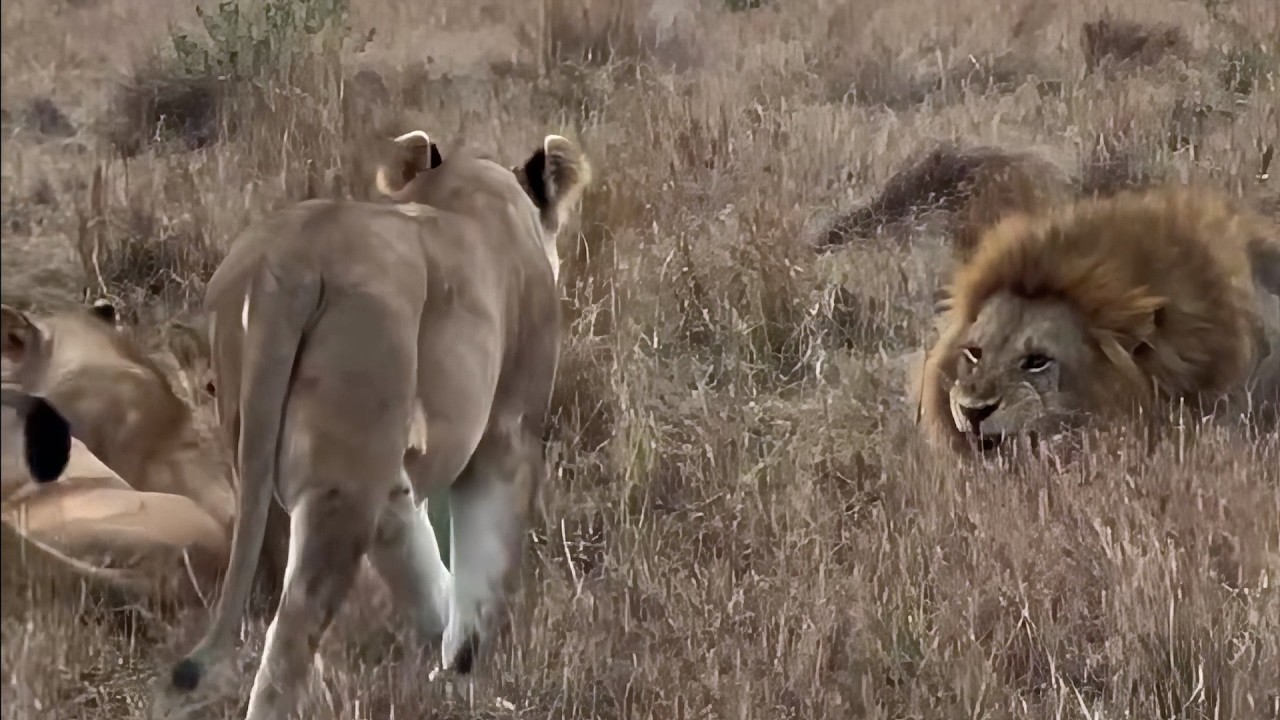 Lioness mothers confront a male lion growling at their cubs