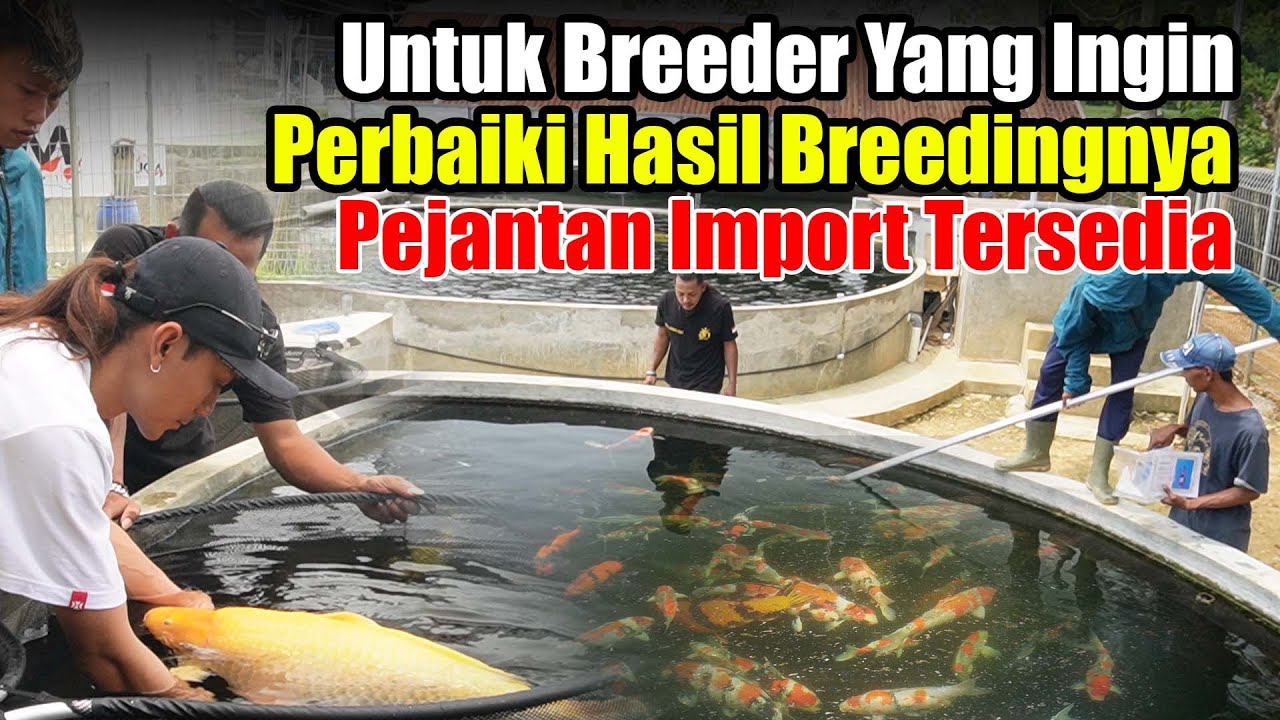 Mari Kita Lihat Kualitas Koi Jepang | Jual Koi Import Jumbo Bagus Untuk Pejantan |Jumbo Koi Madura