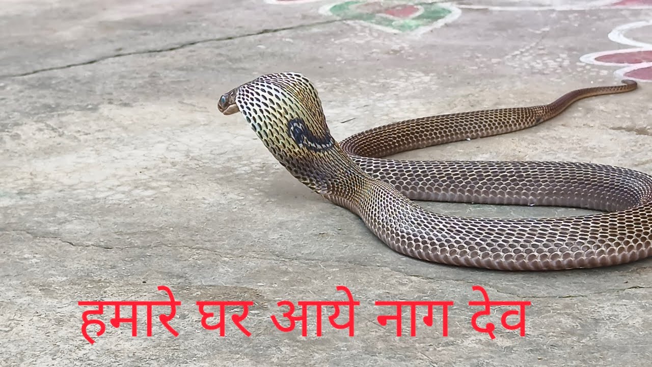 हमारे घर आये नाग देव 🐍🐍 || Hamare Ghar Aaye Nag Dev🐍🐍  ||