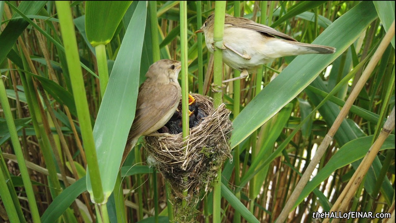 Reed Warblers' Nest #1